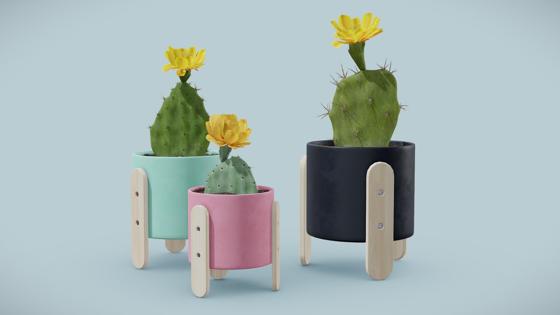 Opuntia Cactus Pack