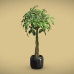 Pachira Aquatica in Dark Planter