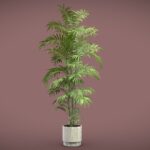 Palm Chamaedorea Seifrizii in Beige Planter