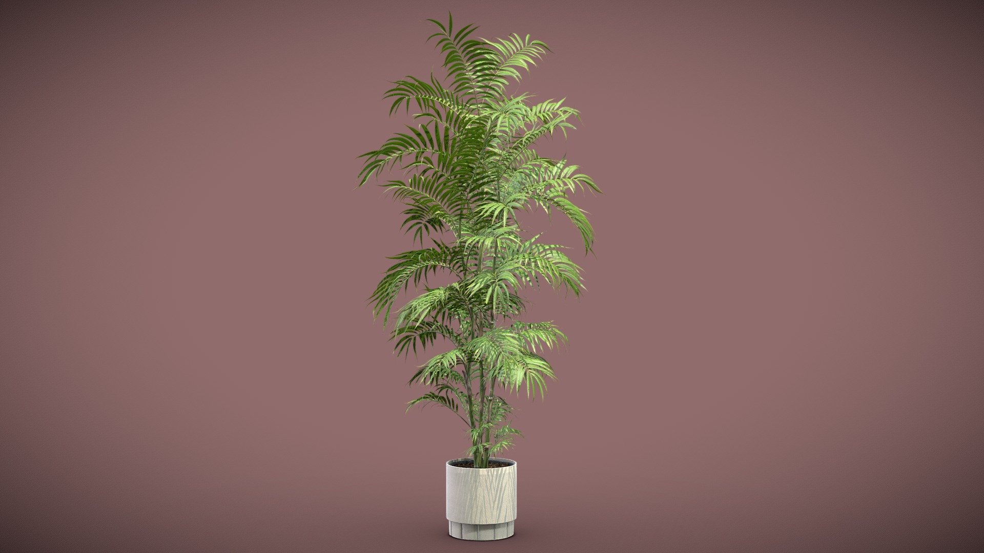 Palm Chamaedorea Seifrizii in Beige Planter