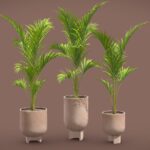 Palm Set – Ravenea rivularis