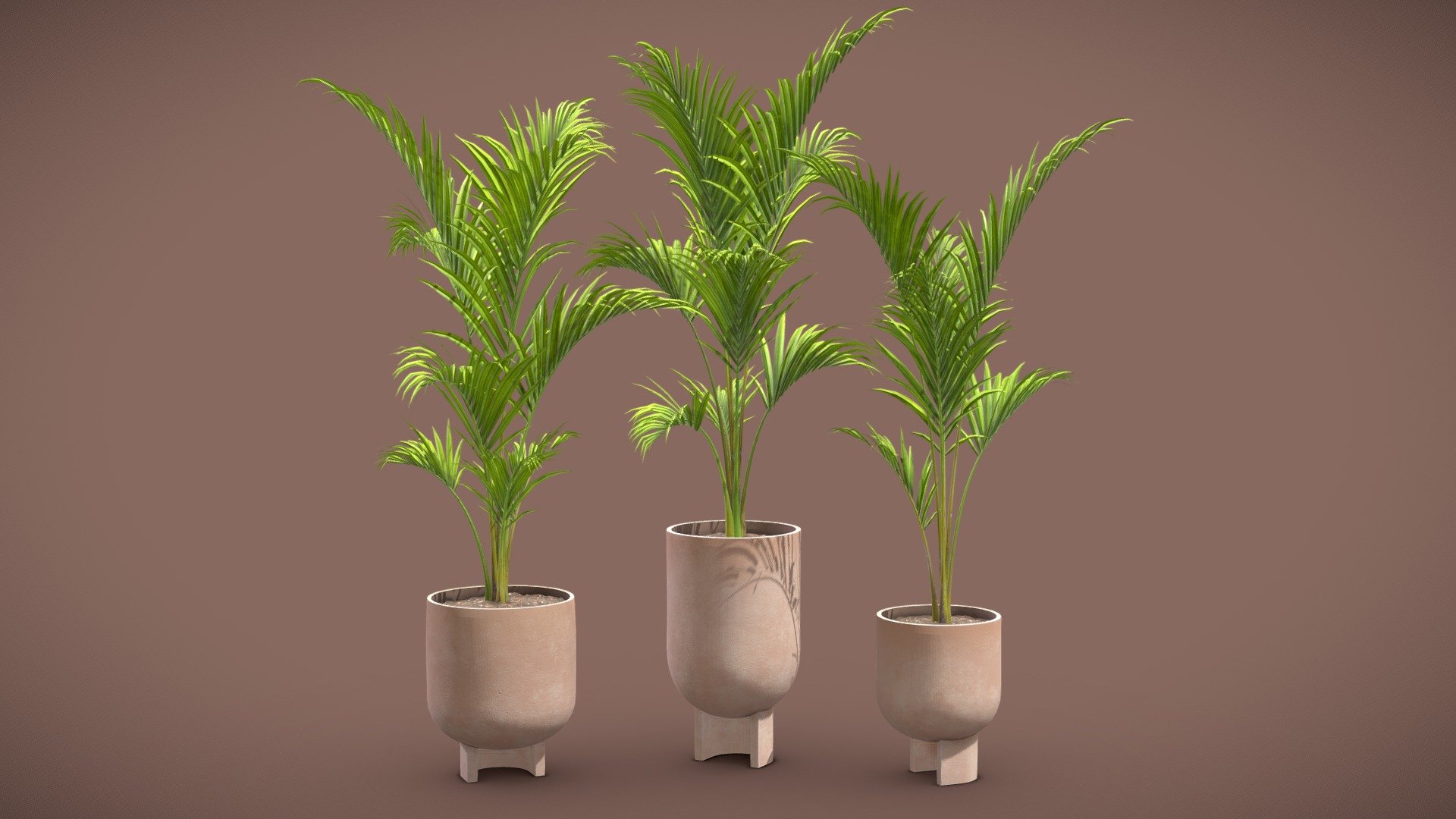 Palm Set – Ravenea rivularis