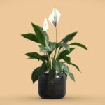 Peace Lily in Ceramic Dark Planter