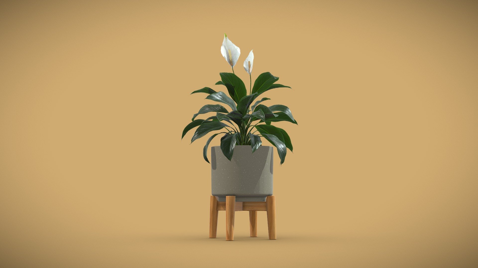 Peace Lily Potted plant