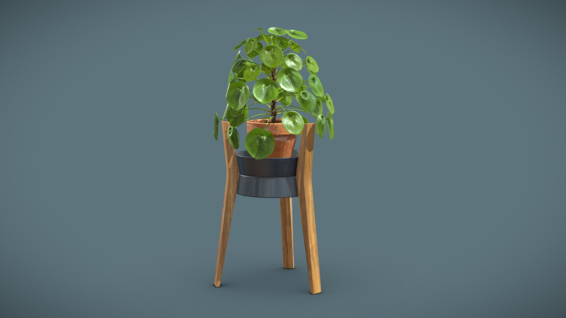 Pilea Peperomioides Wood Stand