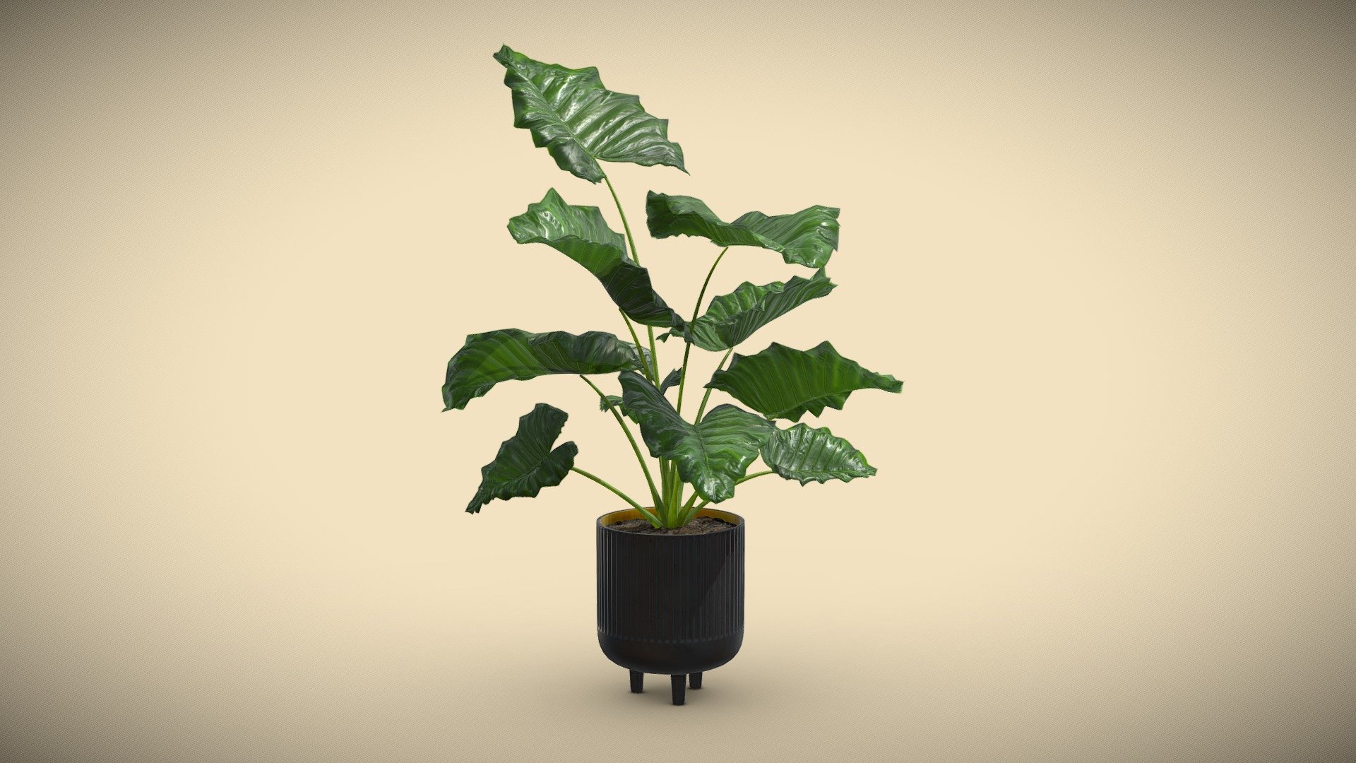 Potted Alocasia Macrorrhiza
