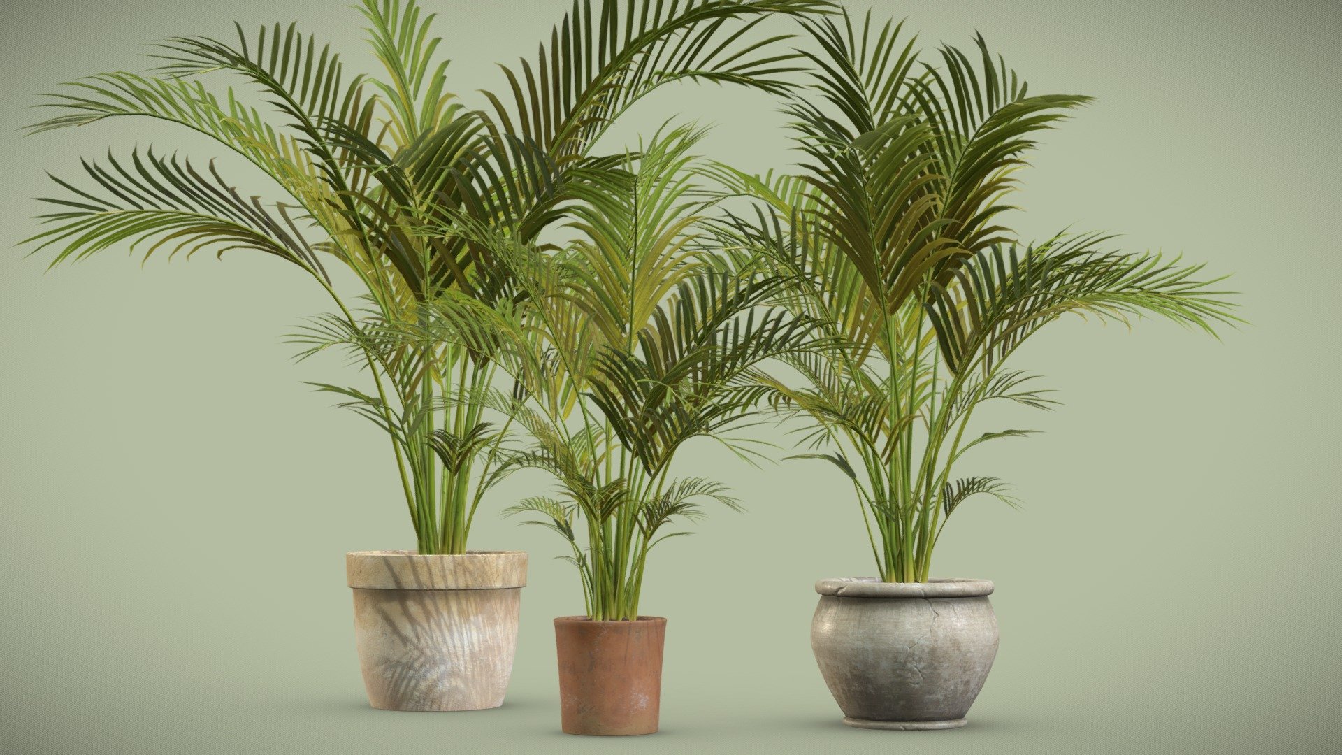 Potted Areca Palm