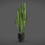 Potted Cactus – Euphorbia Trigona