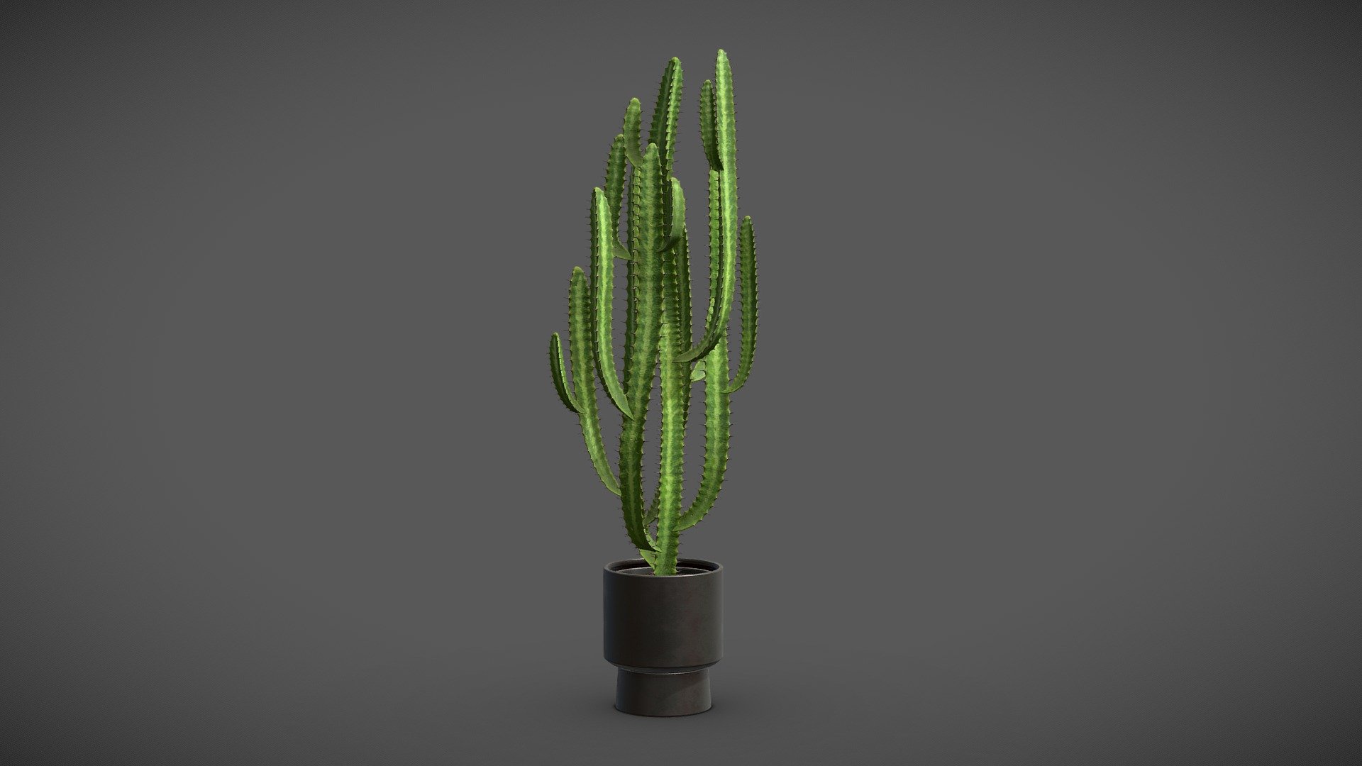 Potted Cactus – Euphorbia Trigona