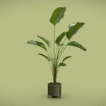 Potted Calathea Lutea