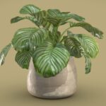 Potted Calathea Orbifolia