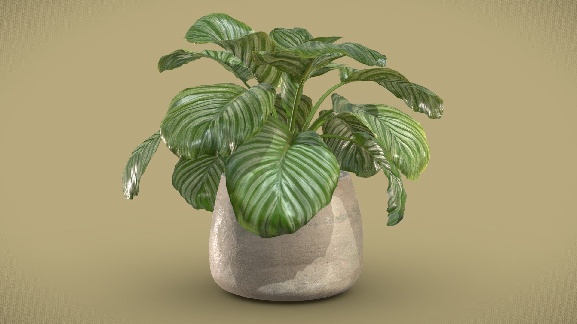 Potted Calathea Orbifolia
