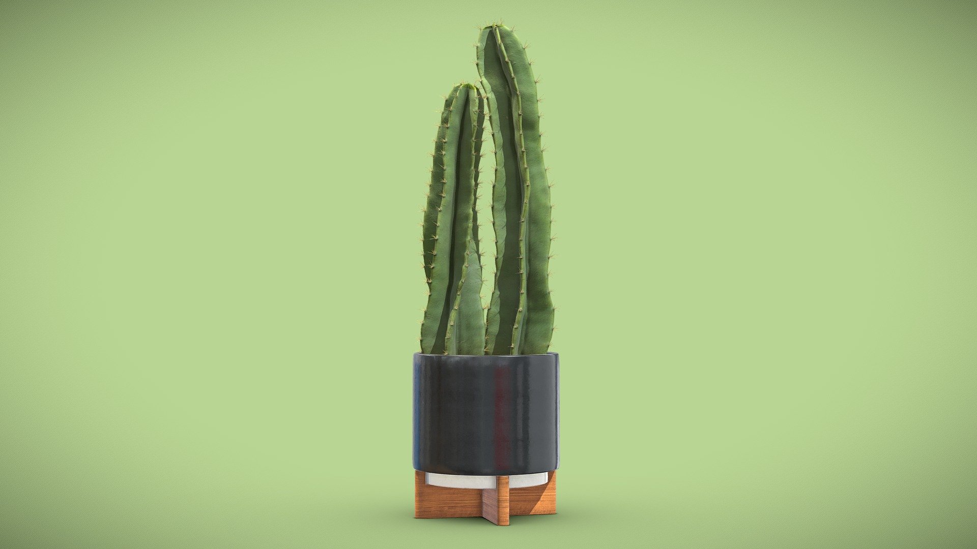 Potted Cereus Peruvianus