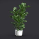 Potted Ficus Lyrata