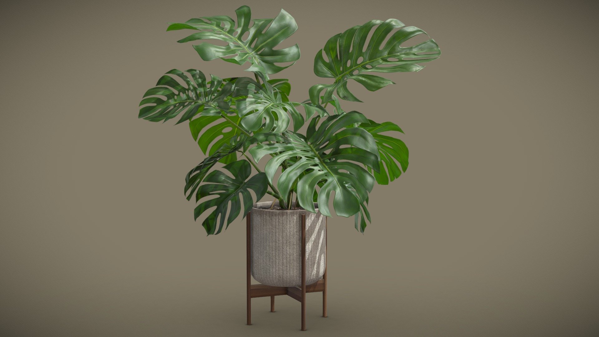 Potted Monstera Deliciosa