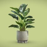 Potted Strelitzia Nicolai Small
