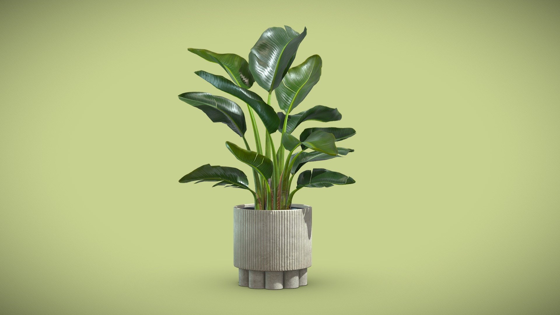 Potted Strelitzia Nicolai Small