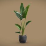 Potted Strelitzia Nicolai
