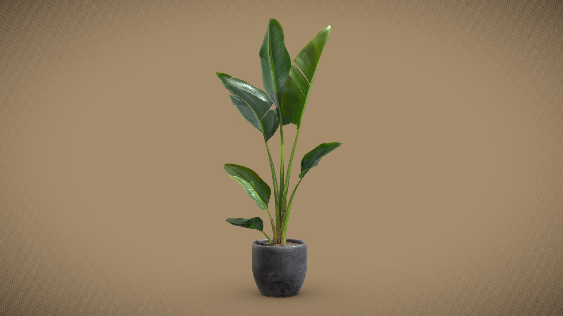 Potted Strelitzia Nicolai