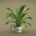 Sago Palm – Cycas Revoluta