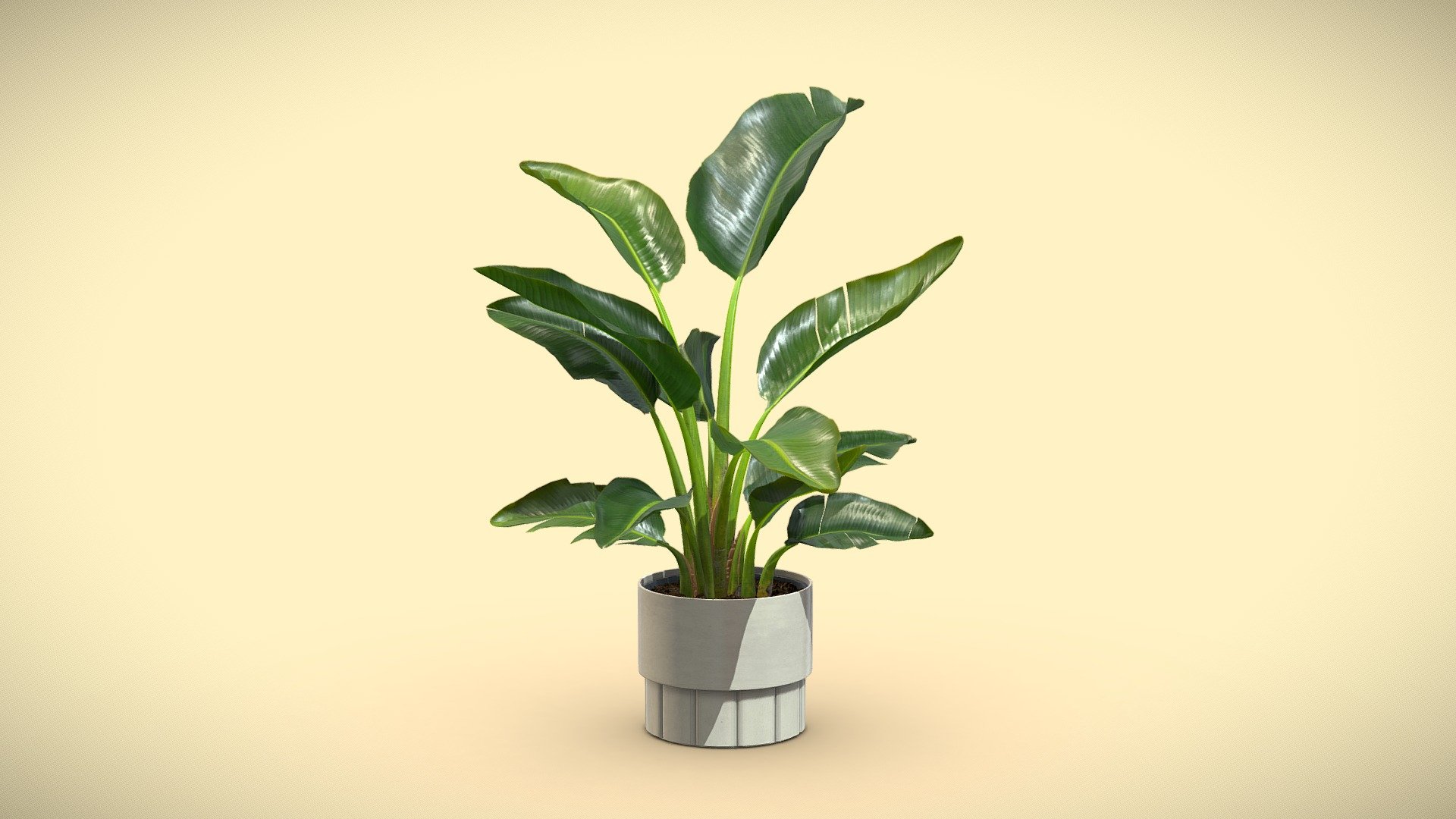 Small Strelitzia Plant