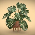 Stand Pot Plant Monstera Deliciosa