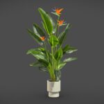 Strelitzia Nicolai – Bird of Paradise Plant