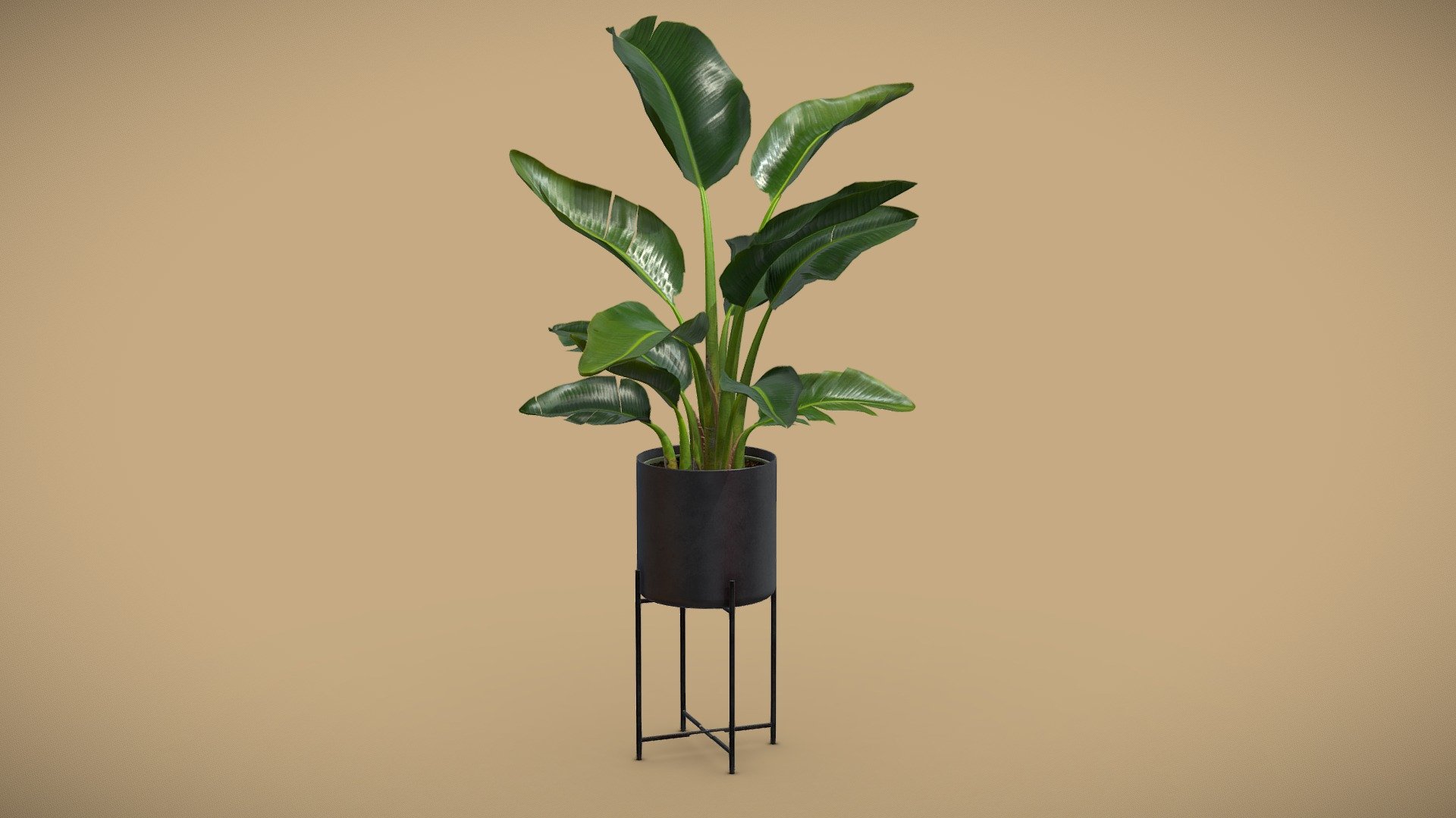 Strelitzia Nicolai Metal Stand