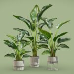 Strelitzia Nicolai Plant Set