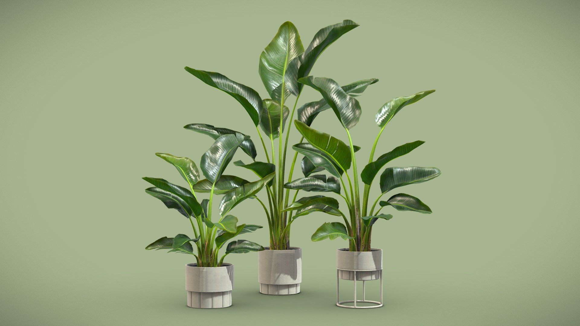 Strelitzia Nicolai Plant Set