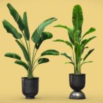 Strelitzia Set – Banana Plant