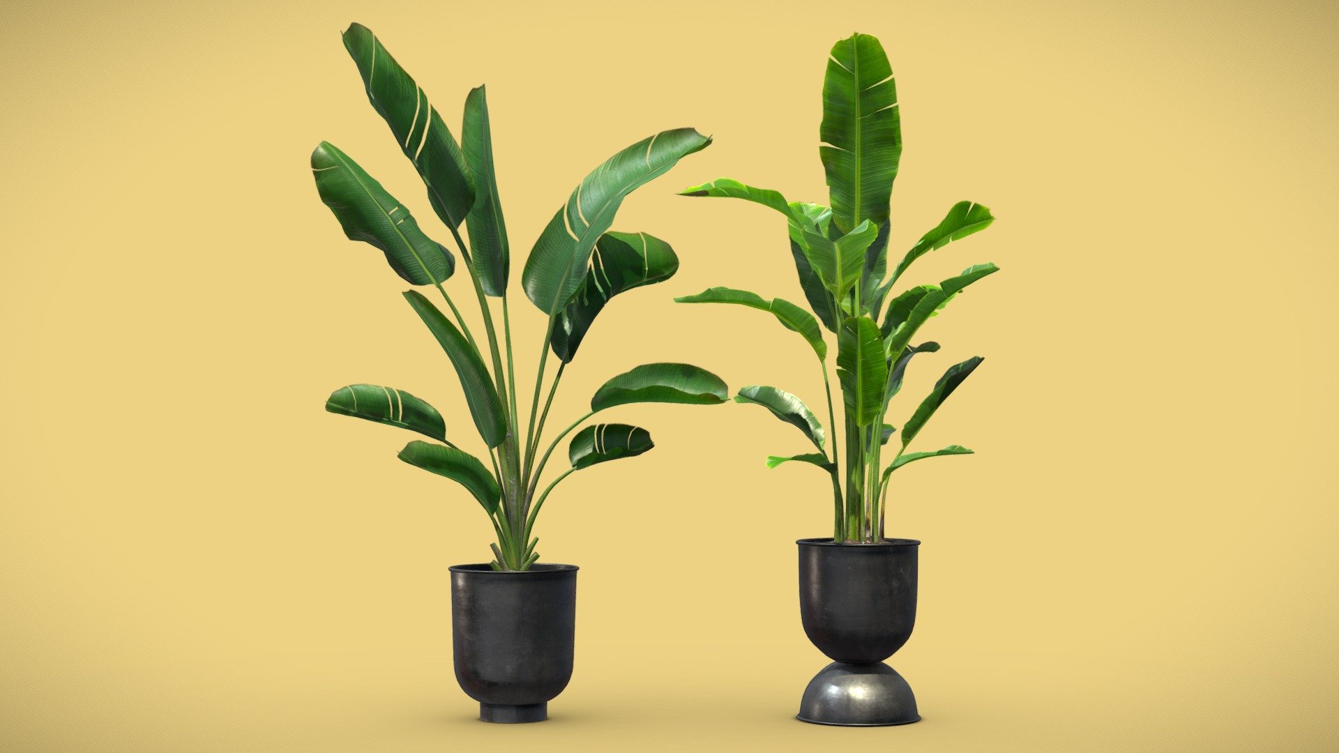 Strelitzia Set – Banana Plant
