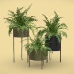 Sword Fern Plant Set