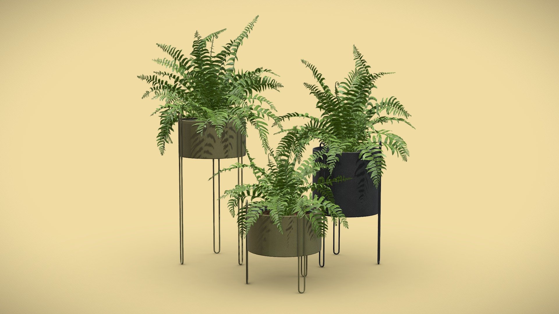 Sword Fern Plant Set