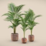 Terracota Pot Areca Set